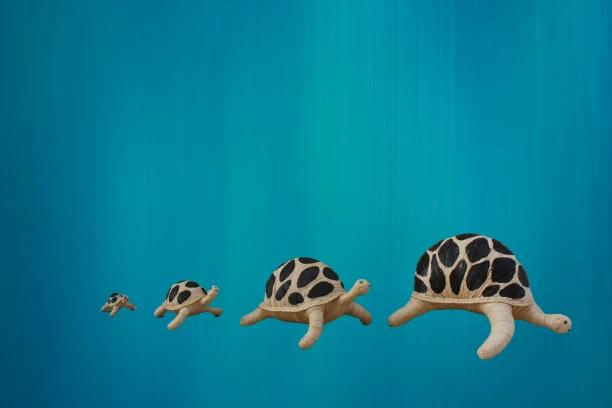 Superbe TORTUE en RAPHIA - Tressé Main - 4 TAILLES - Artisanat de Madagascar - Décoration Sculpture Statue
