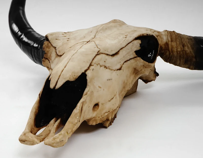 Tête de mort décorative 64cm trophée tête de taureau longhorn polyrésine intérieur/extérieur naturel 04_0002841