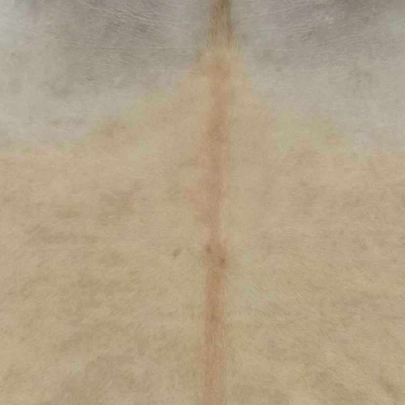 Tapis en peau de vache véritable 150 x 170 cm Beige DEC024018
